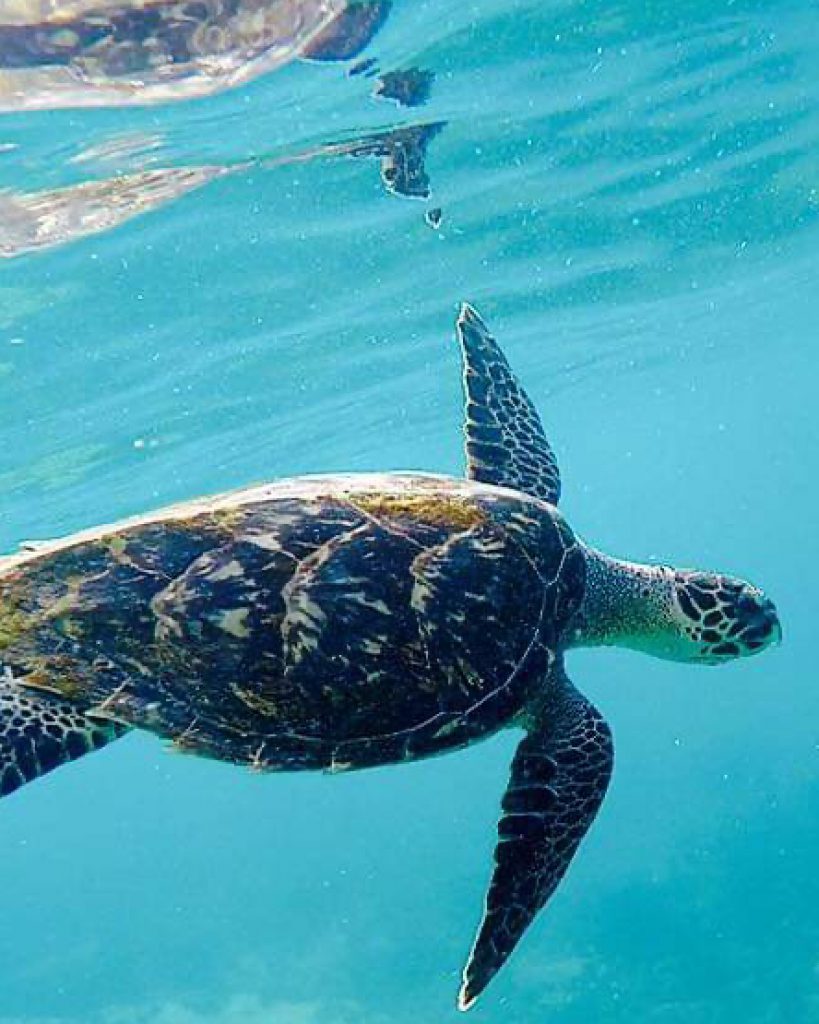 diamant04 excursion-tortue-martinique