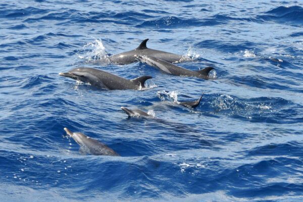 dauphins 2